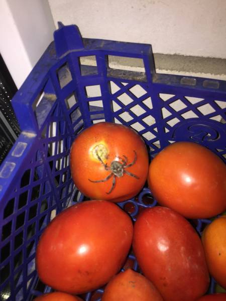 i guess we are not having tomatoes tonight