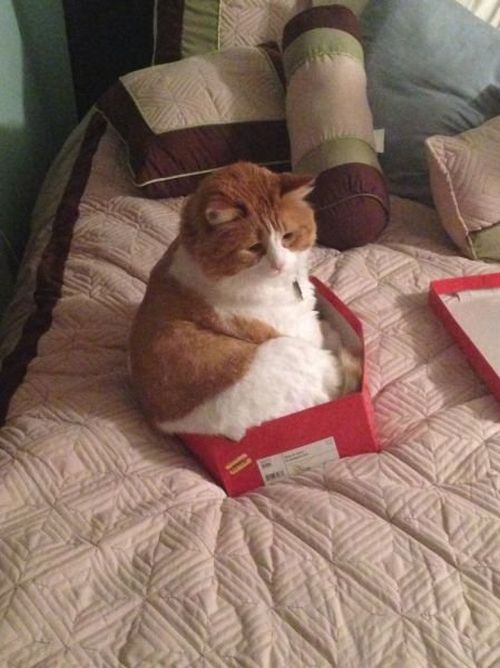 if cat had stayed on his weight loss goal he would have fit in this box by now