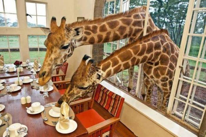 it is good luck for a giraffe to lick your bowl before you eat