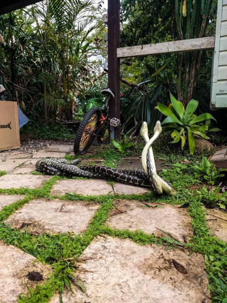 just gonna put a sock on the garden and leave these two alone