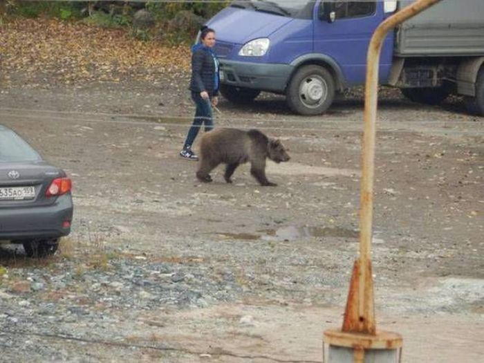 linda knew her bear walking service would only last so long