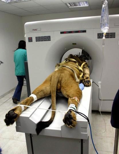 lion getting a cat scan awesome