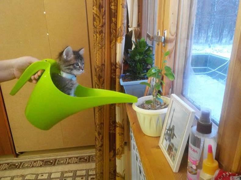 little known fact cat piss helps plants grow