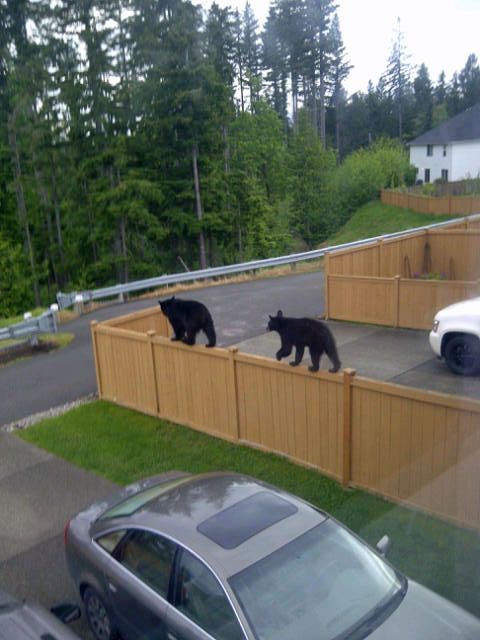 looks like these two are not impressed by a boarder wall