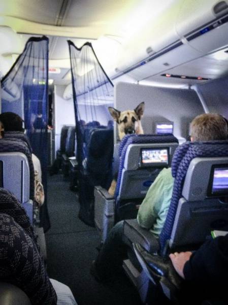 loving that aisle seat so he can stretch his paws