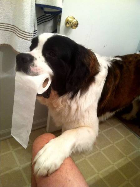 man s best friend knows how he likes his tp nice and soggy