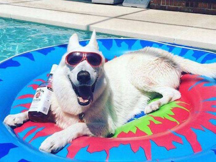 man s best friend knows how to get the party started