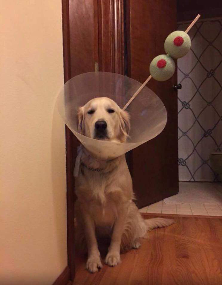 martini the dog was not amused