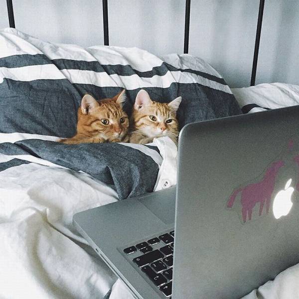 netflix and meow