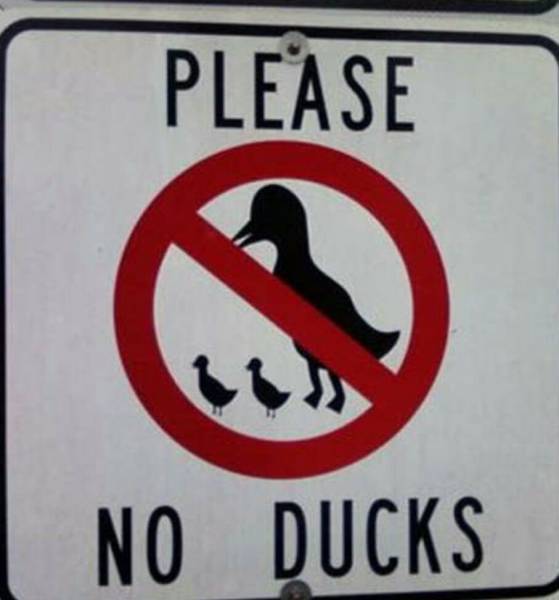 no ducks given