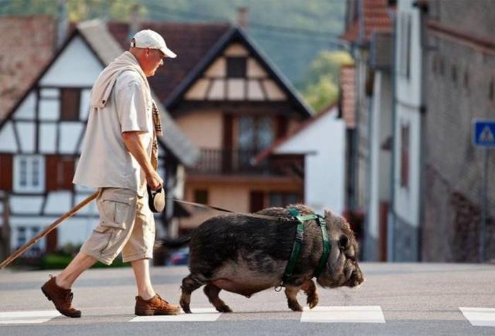 nobody told grandpa that was not his dog