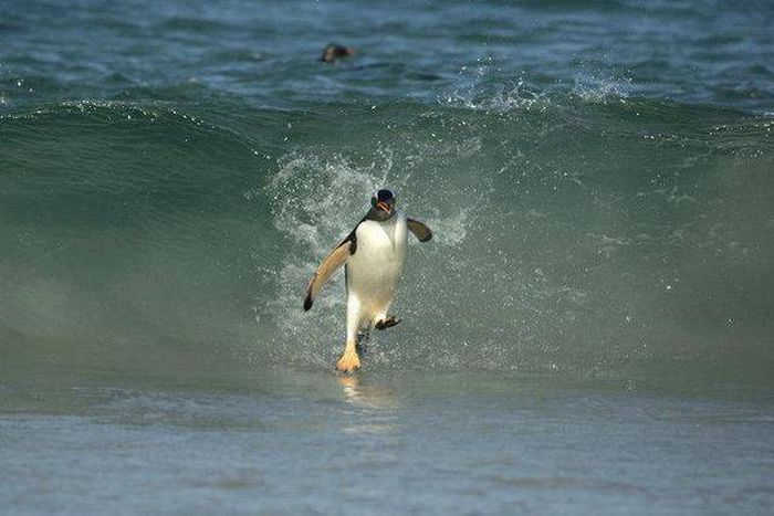 penguin jesus