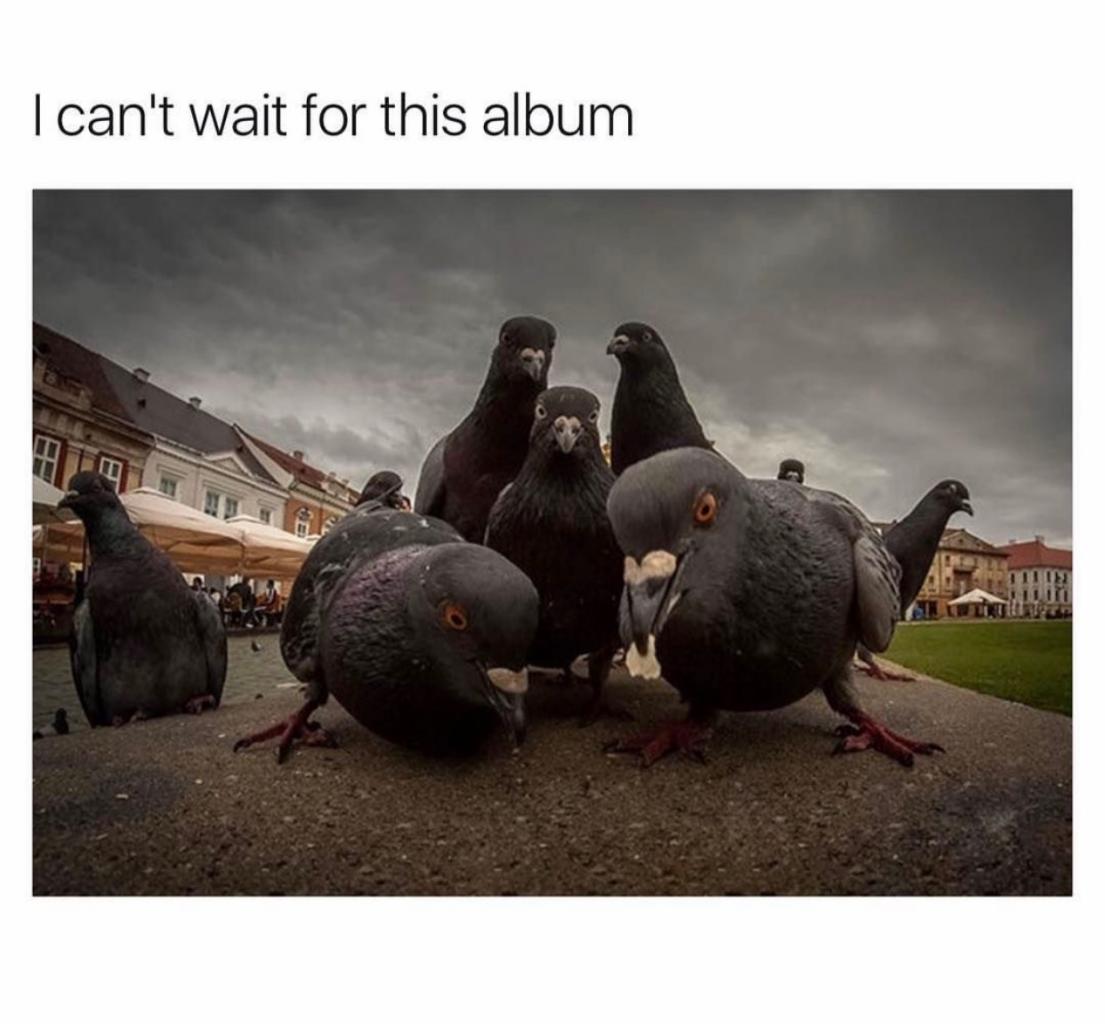 pigeons a poppin keepin it real