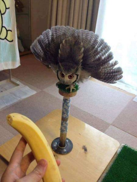 poor owl thinks hes a monkey