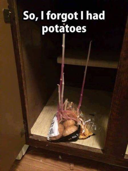 potatoes the gift that keeps giving