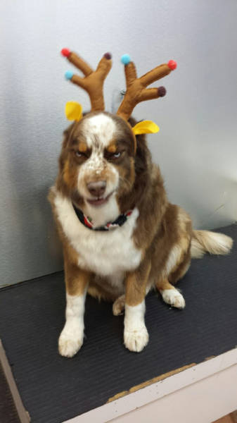 santa s dog is super pissed he has to fill in for rudolph today