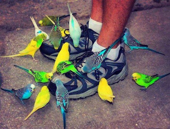 shouldnt have ordered those damn bird seed shoe laces off amazon