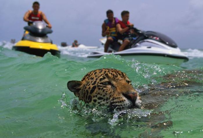 silly tiger the ocean is for sharks