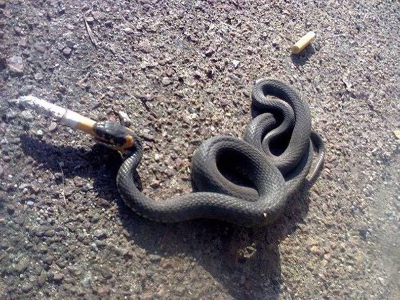 smoking snake wants to know if it was good for you too