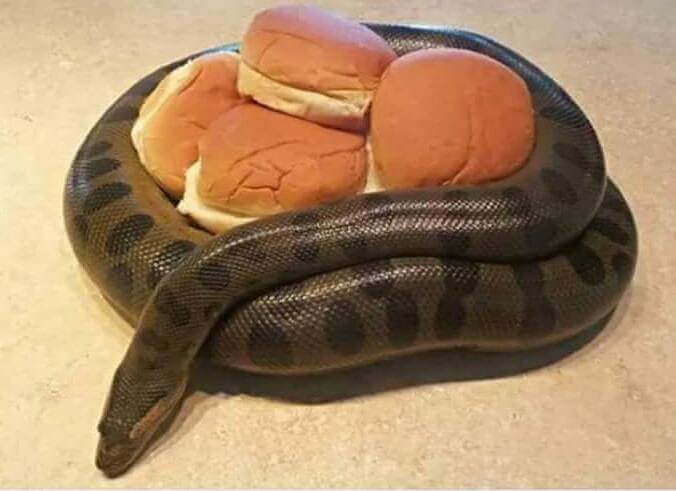 snake had one job to guard the buns and he wasn t prepared to f it up this time