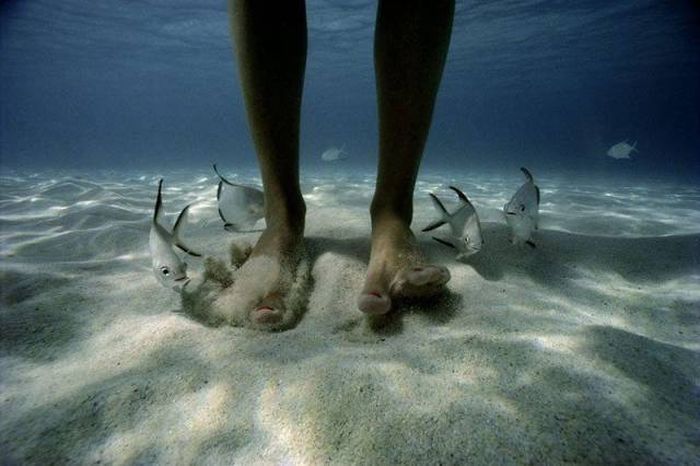 that little fish on the left just had his mind blown by a big toe