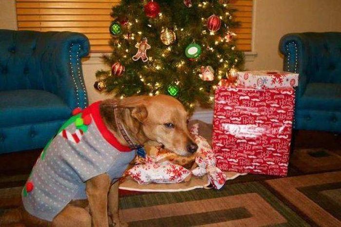 that look when someone gets you a present and you forgot that you re a dog