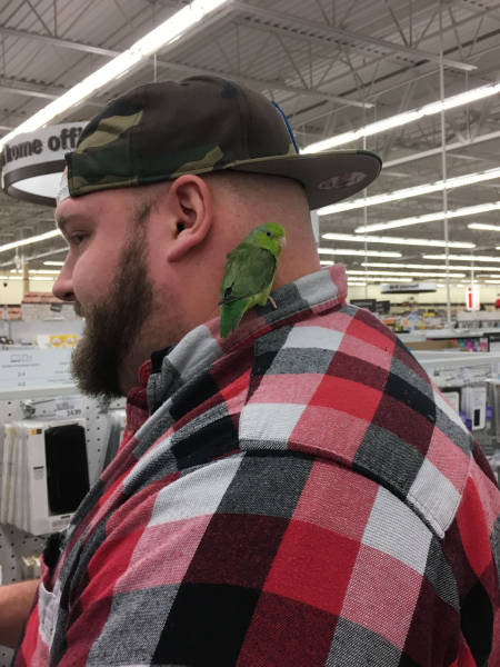 the bird helps him find good deals at the store