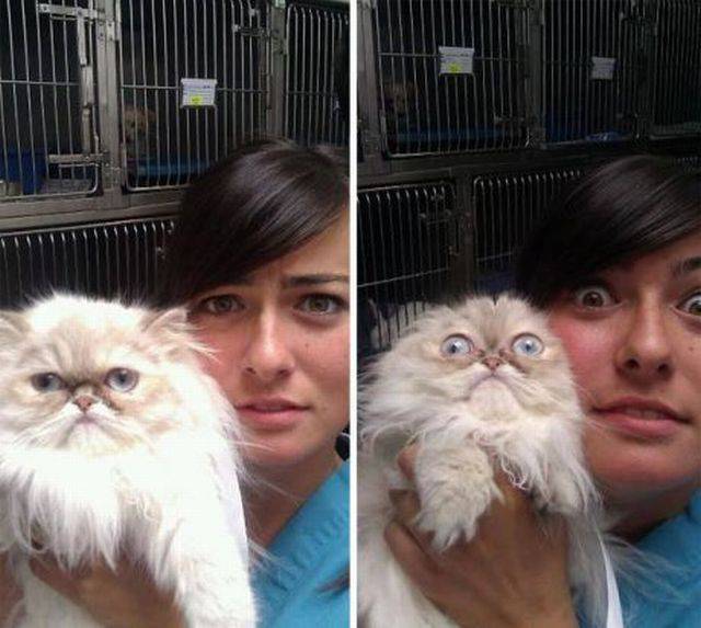 the cat just realized he has to go back in that cage after the whacky photo