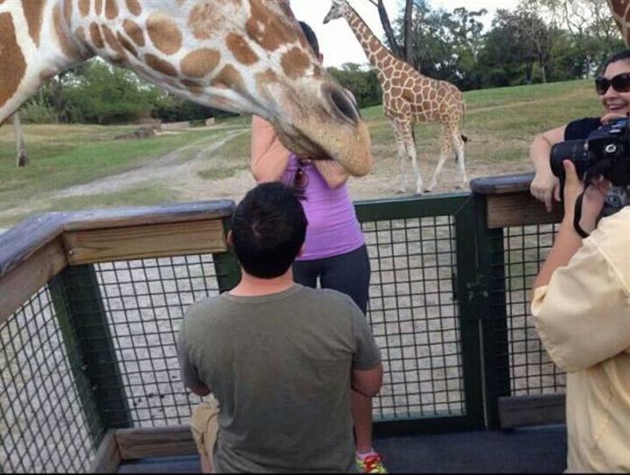 the good news is the giraffe said yes and now they have three children