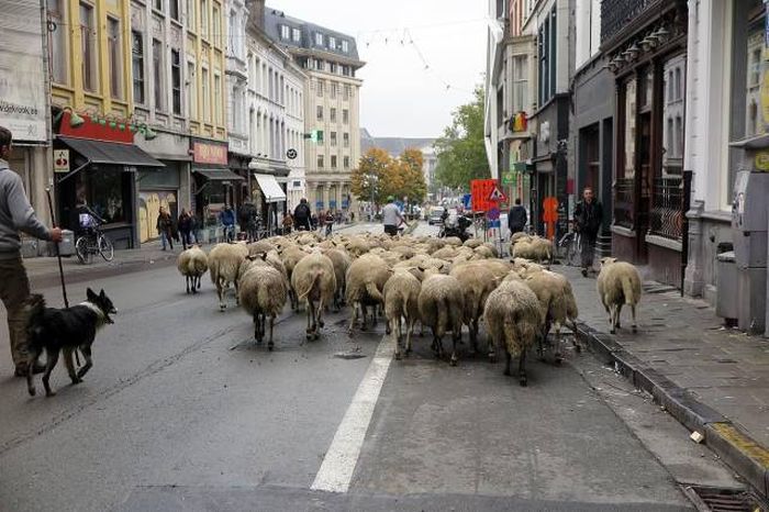 the people in this town are real sheep if you ask me