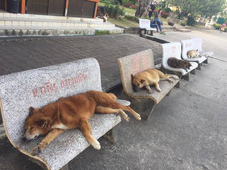 these dogs are all waiting for the bus