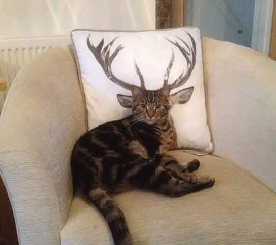 this 10 point buck loves milk and sitting on the chair when he knows he s not supposed to