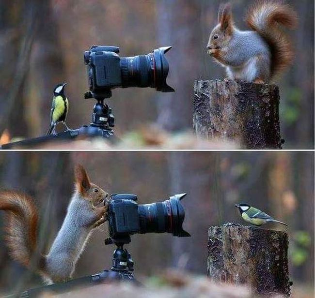 this brings new meaning to nature photography