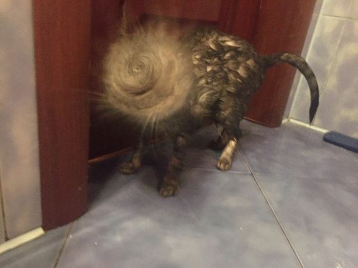 this cat just shook itself into another dimension