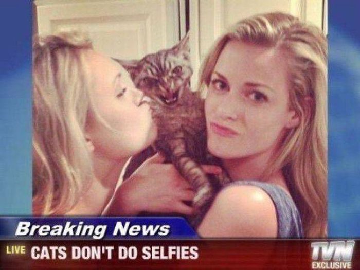 this cat just wants you to back off his ladies