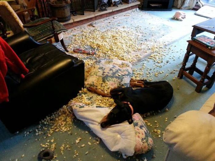 this dog couldn t find the f s he does not give in those cushions