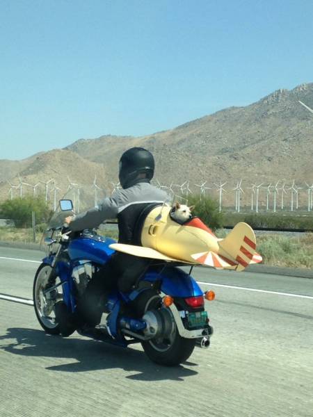 this dog crashed his plane into a motorcycle and the guy kept riding