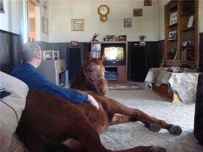 this horse always fall for that netflix and chill line