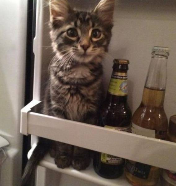 this is what you call a meowcro brew