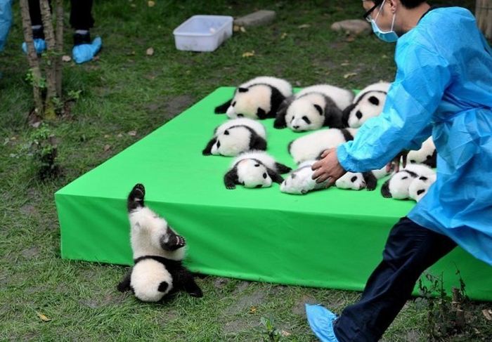 this is why you always get a bunch of pandas in case one breaks