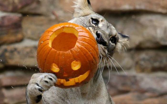 this is why you don t let tigers carve pumpkins