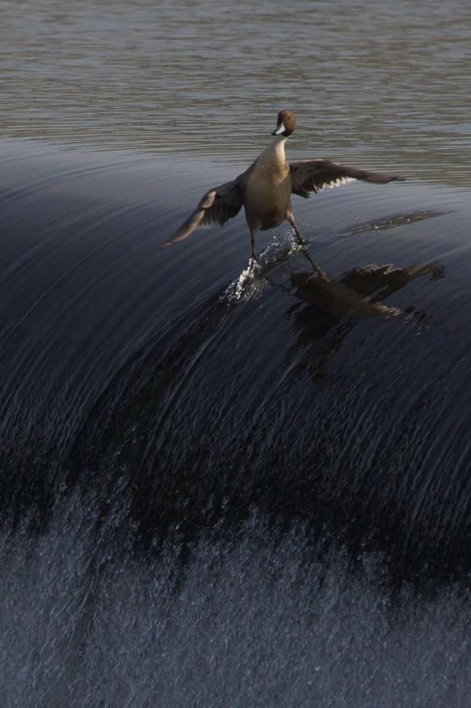 this surf champ gets all the chicks