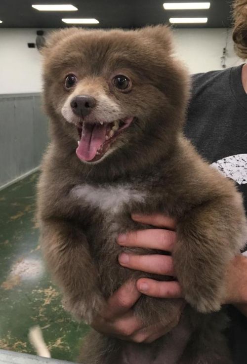 this teddy bear come to life looks friendly