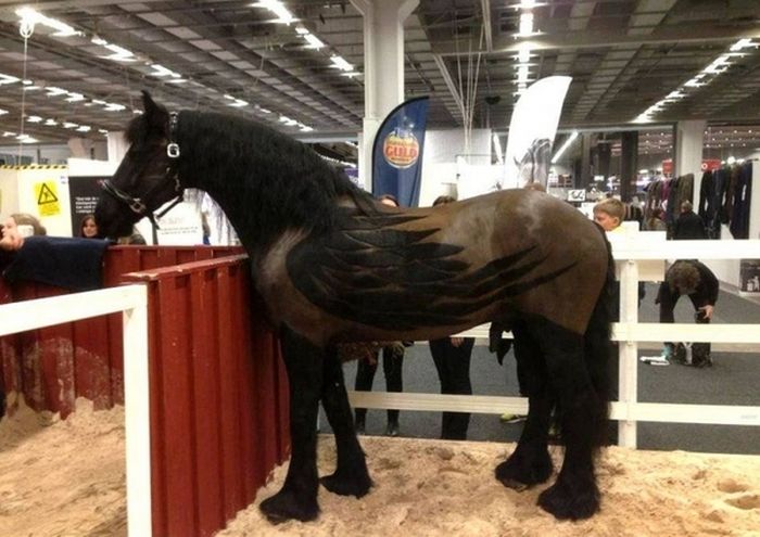 those are either wings or that horse needs to eat something