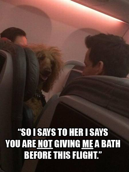 those talking dogs always ruin the flight