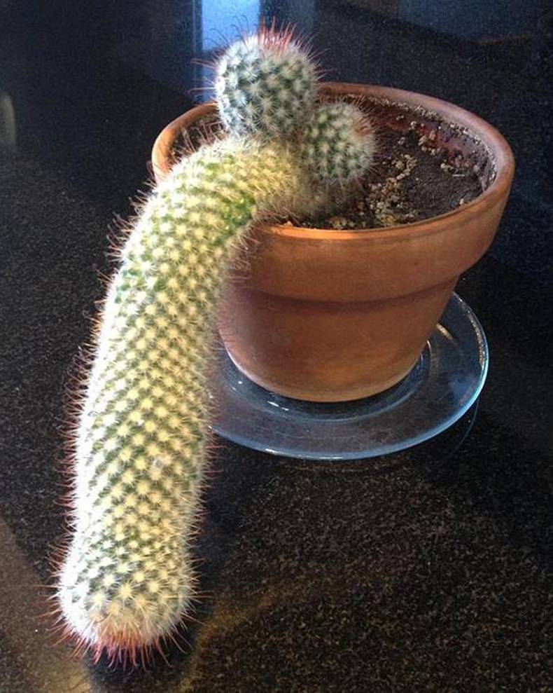 time to get a new cactus if it does this