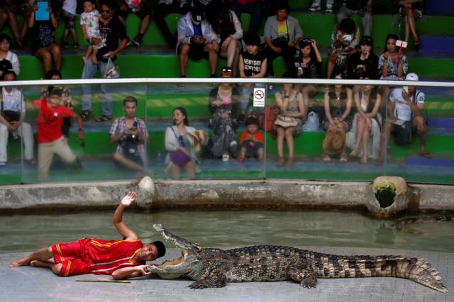 to get more people to the zoo they started having a guy get eaten by a crocodile at 12 and 2