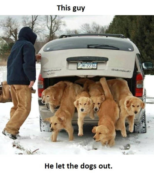 trunk full of puppies thankfully just puppies