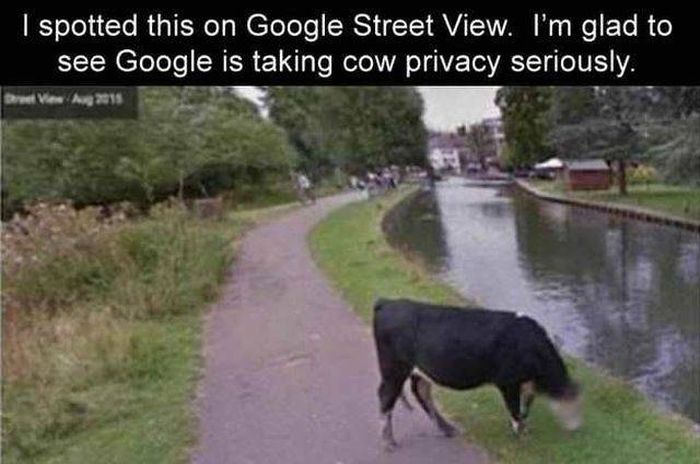 well the cow was going for a walk in the park by itself