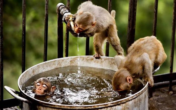 what monkeys cant have spa days too